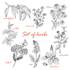 Set of isolated herbs in sketch style © nafanya241