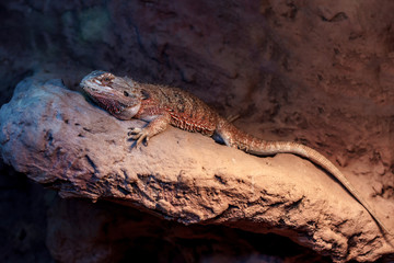 Bearded dragon