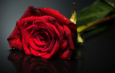 Beautiful rose close-up photo  black background