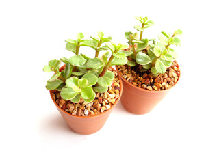 collection of little houseplant in a pot over white background