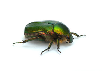 Green beetle