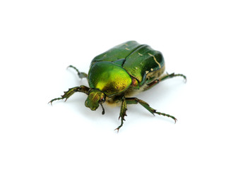 Green beetle
