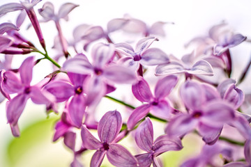 Lilac Flowers in Spring