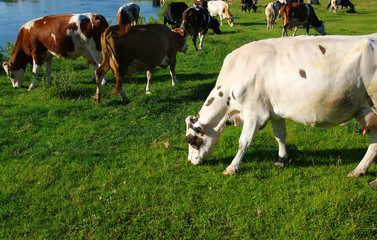 Cow