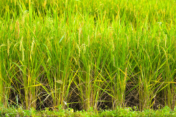 Rice field