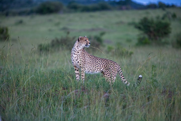 cheetah