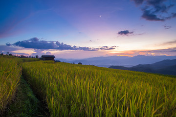 Fototapeta na wymiar Rice field with sunset in Chiangmai