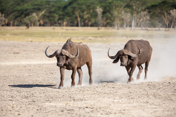 Wild African Buffalo.Kenya, Africa