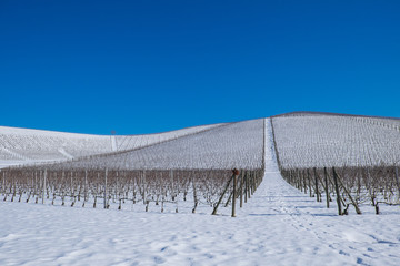 Vigneti delle Langhe in inverno sotto la neve