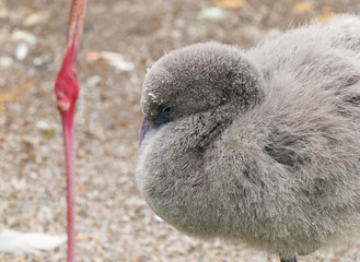 Young flamingo