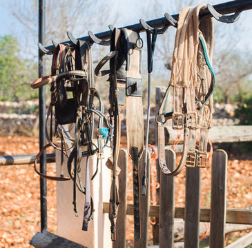 Horse bridles and other equipment in the stable.