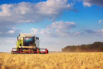 Working Harvesting Combine in the Field of Wheat