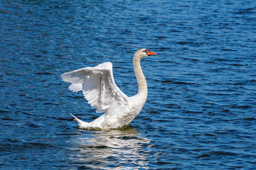 Swan