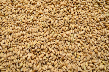 Wheat grains