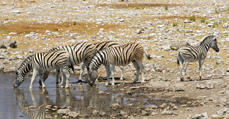 Obraz na płótnie Canvas Zebra at waterhole