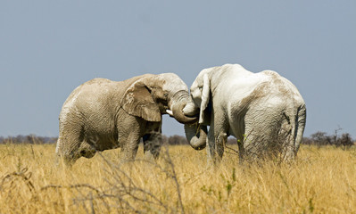 Fototapeta na wymiar Elephants embrace