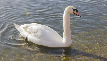 A shot of a swan in London