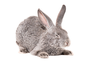 Naklejka premium Sleeping gray rabbit