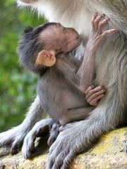 macaque