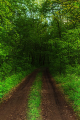 Fototapeta na wymiar dark forest and a road
