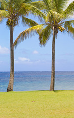 duo de cocotiers, plage de Grand'Anse, Réunion