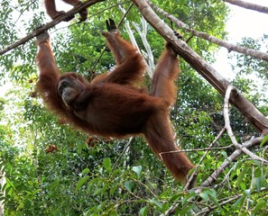 orang utan