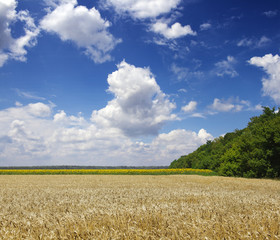 field of wheat under cloudy sky