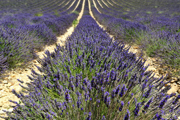 Naklejka premium Lavender field