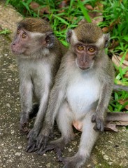 macaque