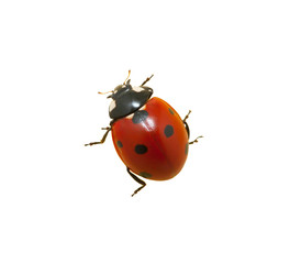 Ladybug