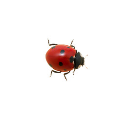 Ladybug