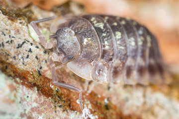 Woodlouse on wood, macro photo