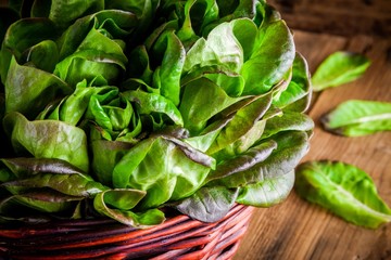 fresh green organic lettuce in the basket on a wooden background