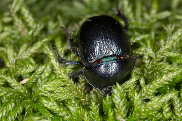 Dor-beetle on moss