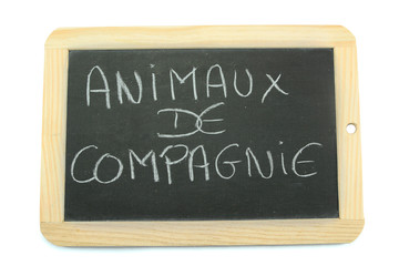 Fototapeta premium ardoise animaux de compagnie