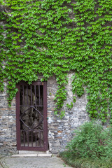 Weinlaub am Haus