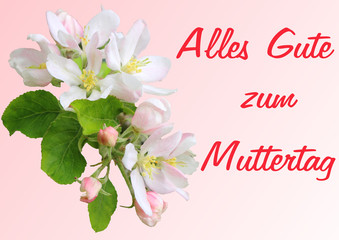 Apfelblütenzweig auf hellrosa mit Muttertagsgrüße auf deutsch