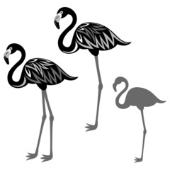 Flamingos