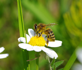 Bee