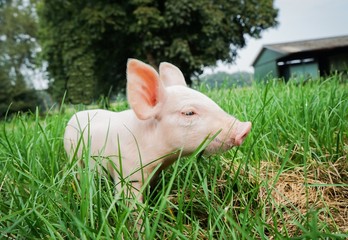 Kleines Ferkel auf einem Bauernhof erkundet seine Umwelt