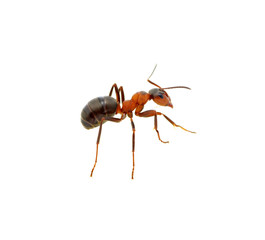 Ant on white