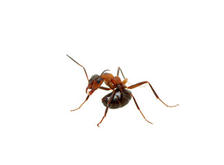 Ant on white