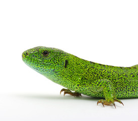 green lizard