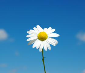 White camomiles