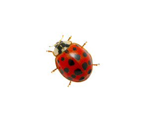 Ladybug