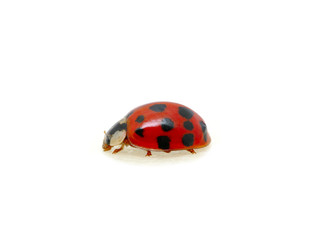 Ladybug