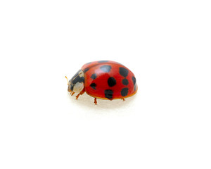 Ladybug