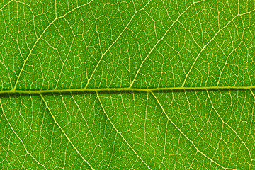 leaf texture