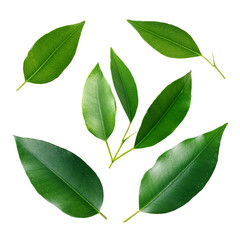 Naklejka premium Green leaf