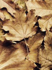 autumn maple leaf on leaves background
